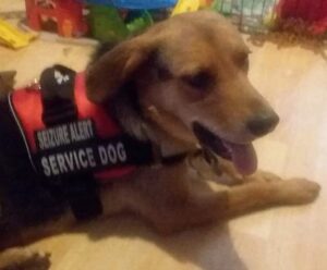 Search continues for seizure-alert dog missing since May